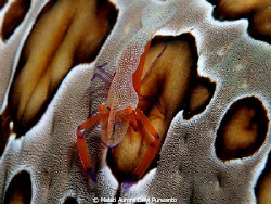 Emperor Shrimp by Melati Aurora Devi Purwanto 